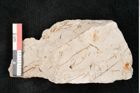 Foto (Detailansicht) von Hypnum sagorianum Ettingshausen (NHMW-GEO-2024-0188-6735)